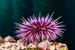 sea urchin different than urchin analytics