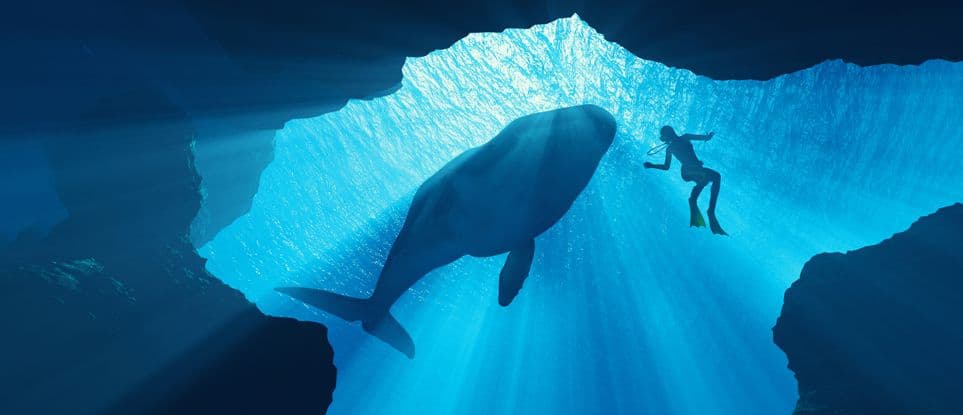 Go for the Big Fish | Key Elements of Account Based Marketing (ABM)
