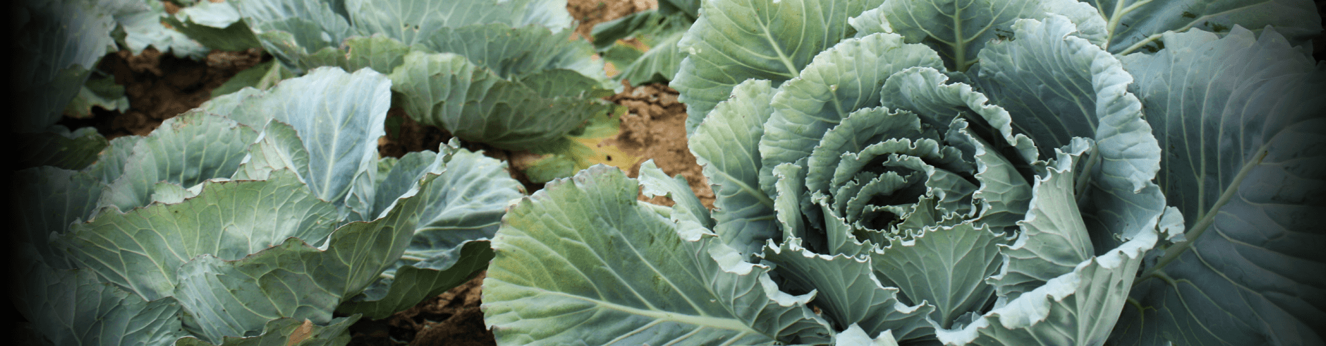 Cabbage from a GLK Foods farm