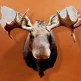 Canuck Moose